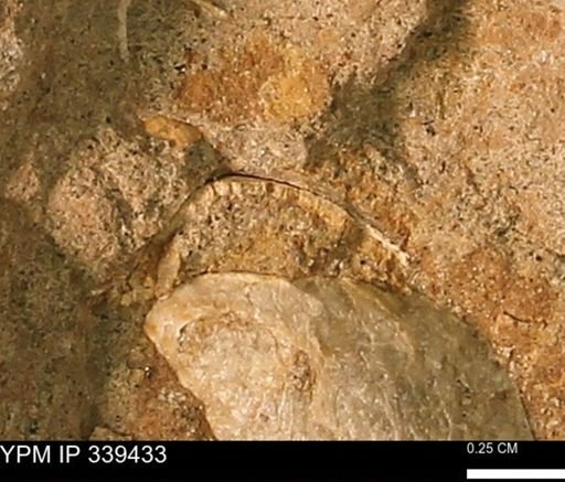 undet. Mollusca