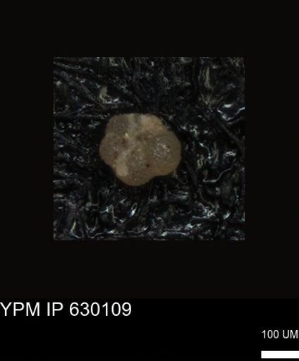 undet. Foraminiferida