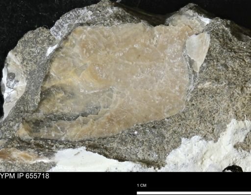 Pseudoptera?