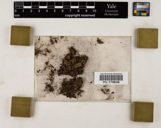 Plantae