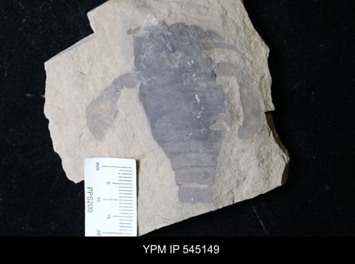 Eurypterus sp.