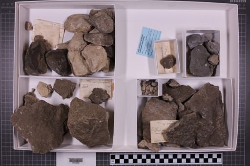 mixed taxa, stratigraphic collection