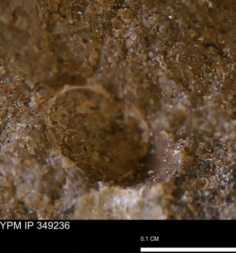undet. Scaphopoda