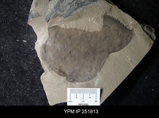 undet. Eurypterida