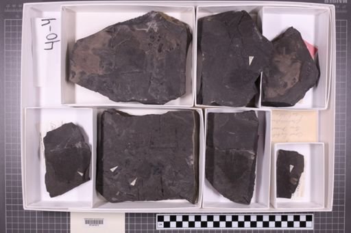 mixed taxa, stratigraphic collection