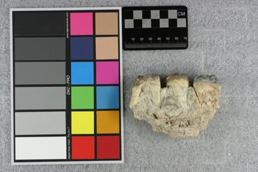 Archaeotherium mortoni