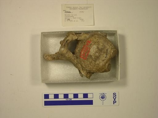 Mylodon harlani