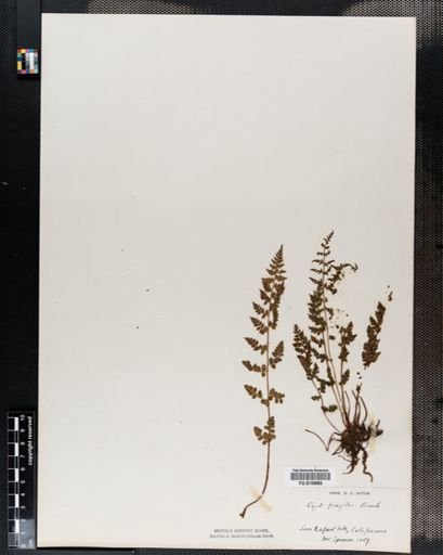 Cystopteris fragilis