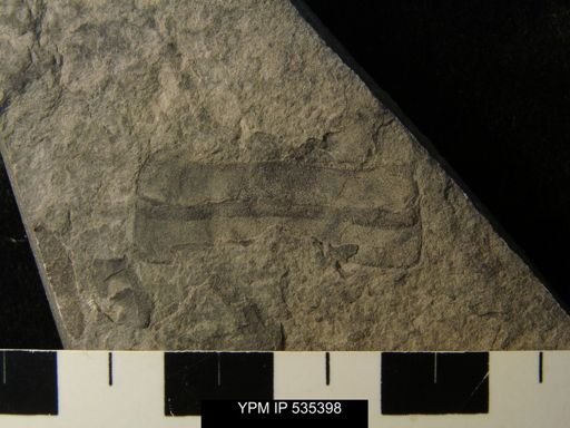undet. Eurypterida