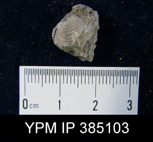 Reticularia fimbriata