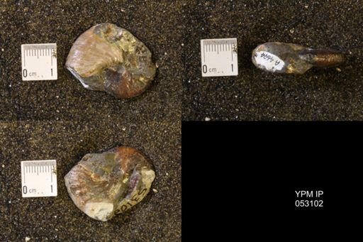 Discoscaphites conradi