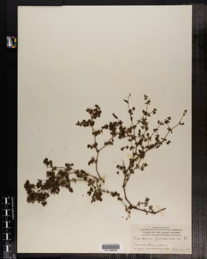 Plantae