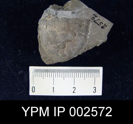 Stropheodonta interstrialis