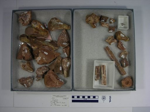Dimetrodon sp.