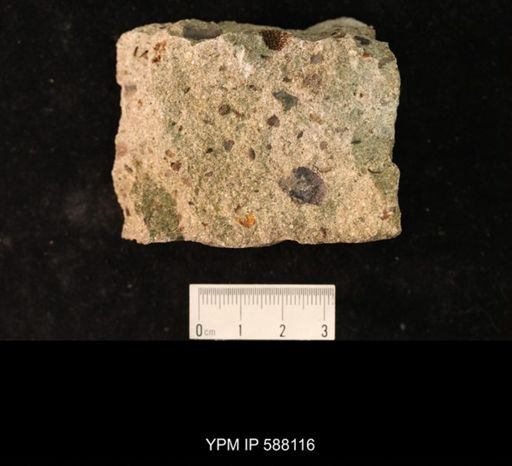 Platystrophia lynx