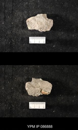 undet. Nautiloidea