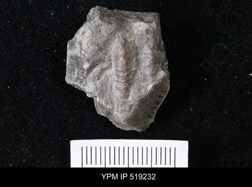 Heterocrinus juvenis