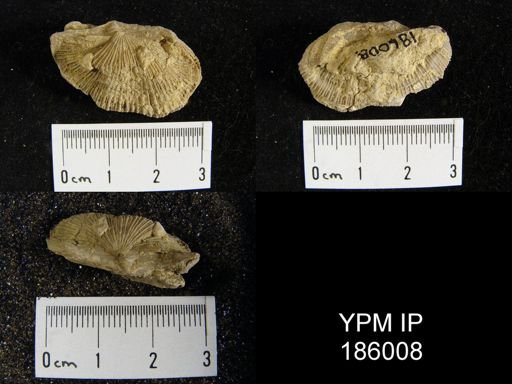 Derbya crassa