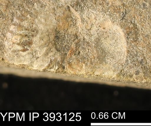 Scaphites sp.