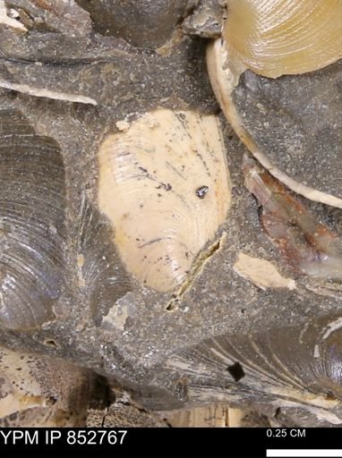 Limopsis striatopunctatus