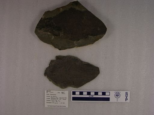 Scaumenacia sp.