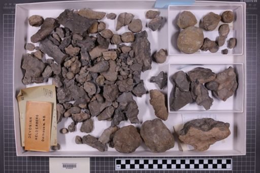 mixed taxa, stratigraphic collection