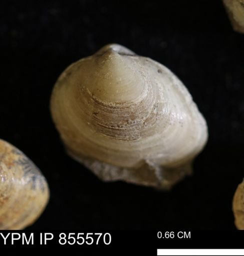 Limopsis striatopunctatus