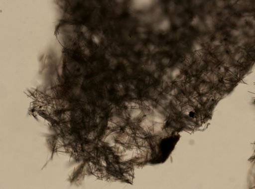Tedania sp.