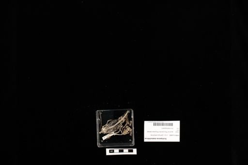 Sceloporus malachiticus
