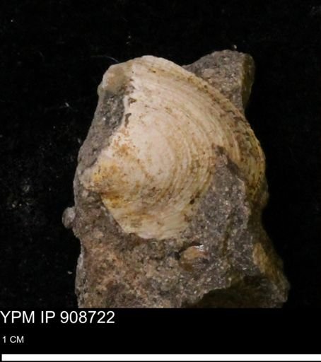 Limopsis striatopunctatus