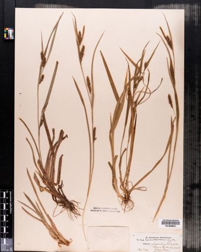 Carex flaccosperma