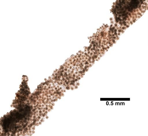 Didemnidae