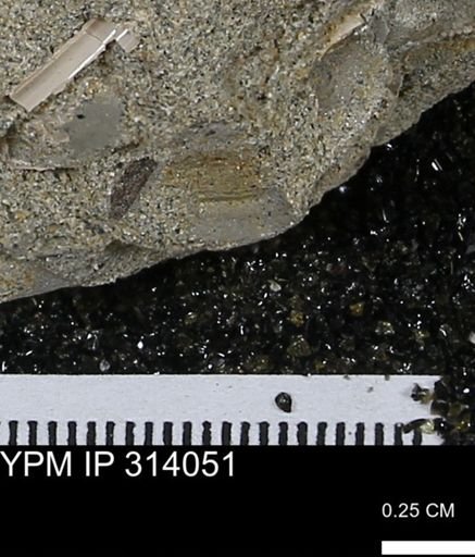 undet. Mollusca
