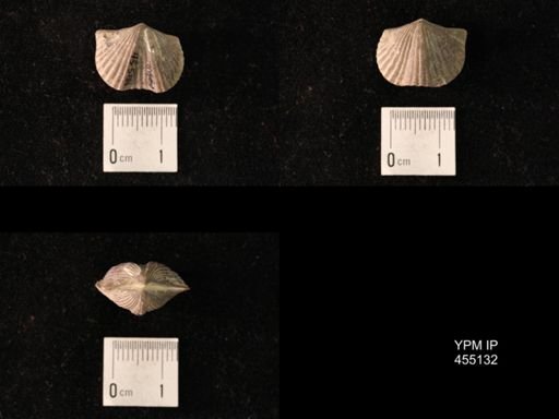Platystrophia sublaticosta
