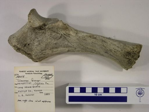 Teleoceras fossiger