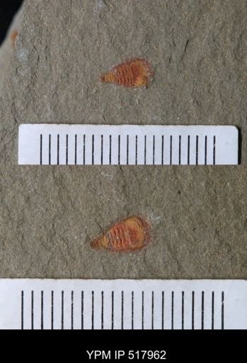 undet. Synziphosurina
