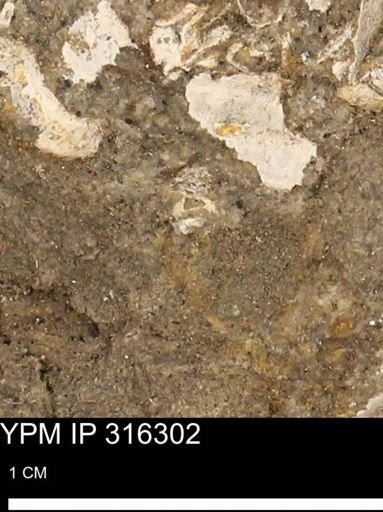 undet. Mollusca