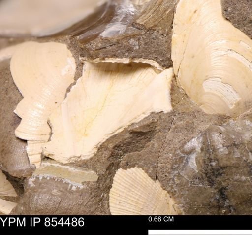 Limopsis? striatopunctatus
