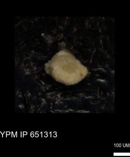 undet. Foraminiferida
