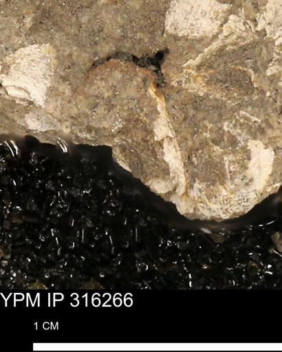 undet. Mollusca