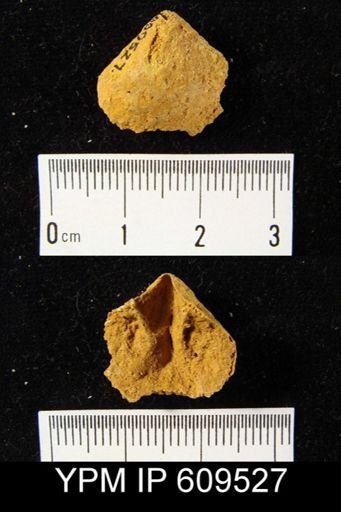 Meristella?