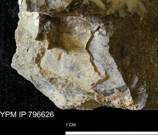 undet. Mollusca