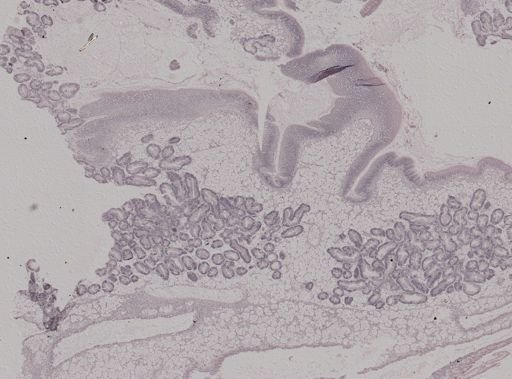 Crassostrea virginica
