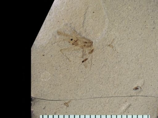 undet. Diptera