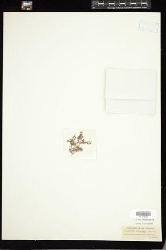 Callithamnion baileyi