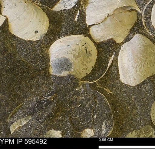 Protocardia sp.