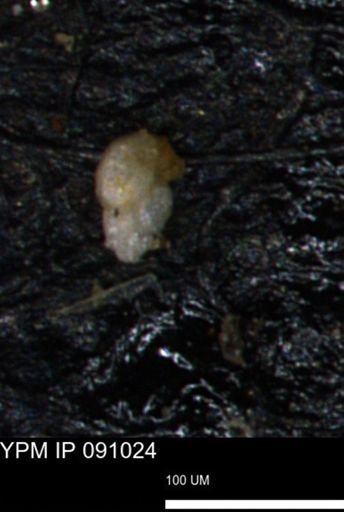 Bimonilina variana