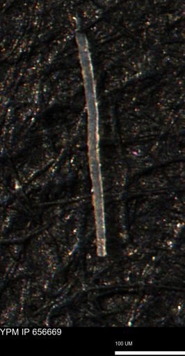 undet. Porifera