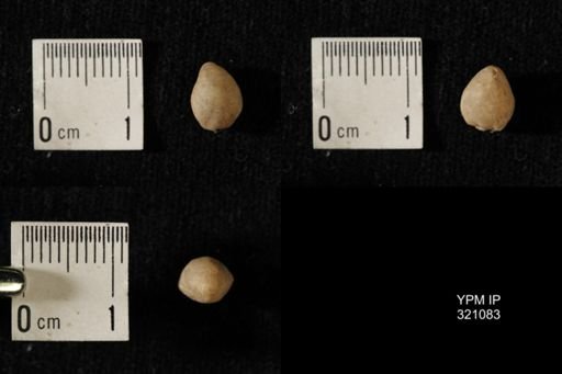 Dielasma breviplicatum