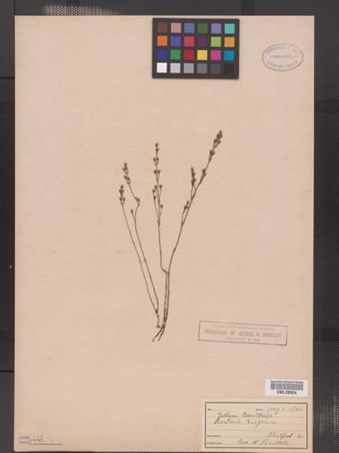 Bartonia virginica